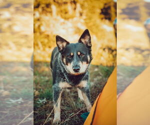 Mutt Dogs for adoption in Salt Lake City, UT, USA