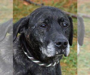 Labrador Retriever-Unknown Mix Dogs for adoption in Nashville, IN, USA