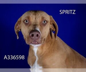 Mastador Dogs for adoption in Stockton, CA, USA