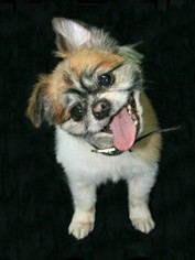 Medium Photo #1 Maltese Puppy For Sale in McKinney, TX, USA