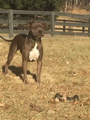 American Staffordshire Terrier-Unknown Mix Dogs for adoption in Gainesville, VA, USA