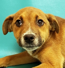 Bogle Dogs for adoption in Morton Grove, IL, USA