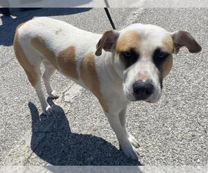 Labrador Retriever-Unknown Mix Dogs for adoption in San Antonio, TX, USA