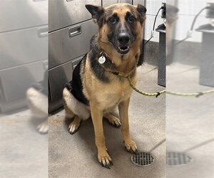 German Shepherd Dog Dogs for adoption in Forestville, MD, USA
