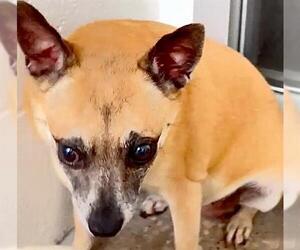 Chihuahua-Unknown Mix Dogs for adoption in Houston, TX, USA