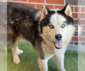 Alaskan Malamute Dogs for adoption in Edmond, OK, USA