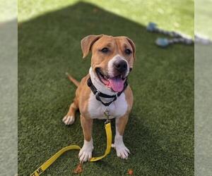 Mutt Dogs for adoption in Las Vegas, NV, USA