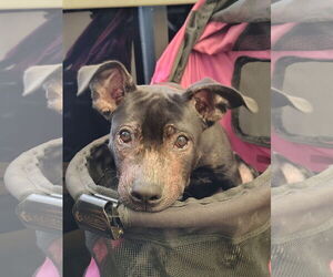 American Pit Bull Terrier-Unknown Mix Dogs for adoption in San Jose, CA, USA