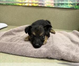German Shepherd Dog-Unknown Mix Dogs for adoption in Moreno Valley, CA, USA