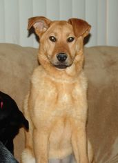 Small Chinese Shar-Pei-Chow Chow Mix