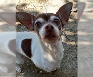 Chihuahua-Unknown Mix Dogs for adoption in Davis, CA, USA
