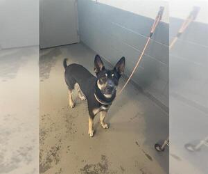 German Shepherd Dog-Unknown Mix Dogs for adoption in Tallahassee, FL, USA