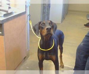 Doberman Pinscher Dogs for adoption in Sacramento, CA, USA