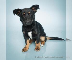 Dachshund-Unknown Mix Dogs for adoption in Corona, CA, USA