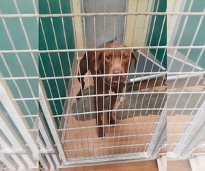 Labrador Retriever Dogs for adoption in Texas City, TX, USA