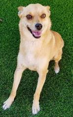 Shiba Inu Dogs for adoption in Los Angeles, CA, USA