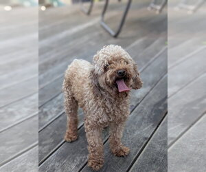 Poodle (Toy) Dogs for adoption in Tenafly, NJ, USA