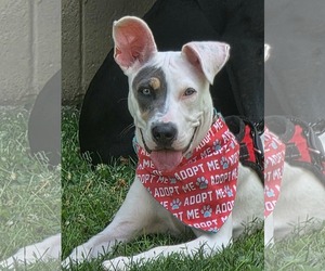 American Pit Bull Terrier-Unknown Mix Dogs for adoption in Germantown, OH, USA