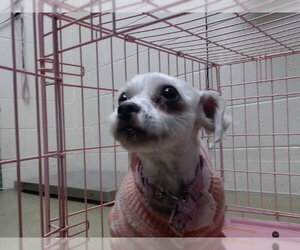 Poodle (Miniature)-Unknown Mix Dogs for adoption in Moreno Valley, CA, USA