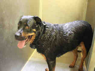 Rottweiler Dogs for adoption in Modesto, CA, USA