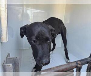 Labrador Retriever-Unknown Mix Dogs for adoption in Houston, TX, USA