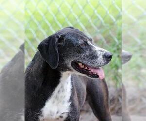 Mutt Dogs for adoption in Conway, SC, USA