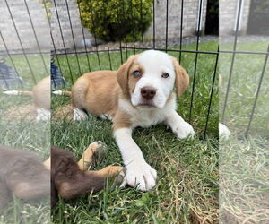 Huskies -Unknown Mix Dogs for adoption in Monterey, VA, USA
