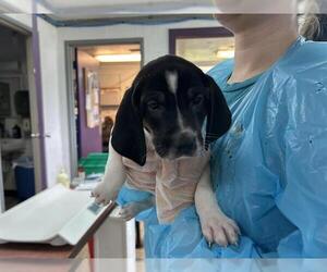 Mutt Dogs for adoption in Raleigh, NC, USA