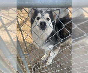 Siberian Husky Dogs for adoption in Fairfield, IL, USA