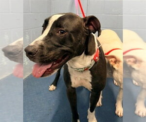 Mutt Dogs for adoption in Woodland, CA, USA