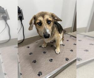 Black Mouth Cur-Cardigan Welsh Corgi Mix Dogs for adoption in Baytown, TX, USA