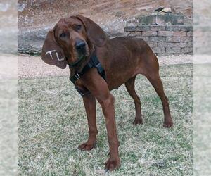 Redbone Coonhound Dogs for adoption in Kanab, UT, USA