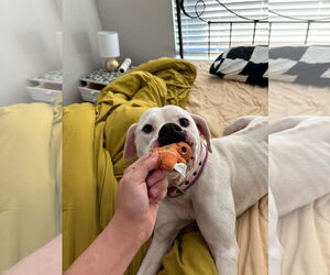 American Staffordshire Terrier-Unknown Mix Dogs for adoption in Holly Springs, NC, USA