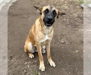 German Shepherd Dog-Unknown Mix Dogs for adoption in Modesto, CA, USA