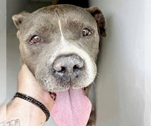 Mutt Dogs for adoption in Houston, TX, USA