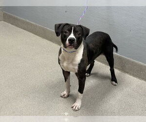 American Pit Bull Terrier-Unknown Mix Dogs for adoption in Las Vegas, NV, USA