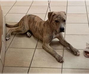 American Pit Bull Terrier-Unknown Mix Dogs for adoption in Virginia Beach, VA, USA