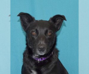 Border Collie-Unknown Mix Dogs for adoption in Eureka, CA, USA