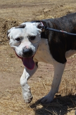 American Pit Bull Terrier Dogs for adoption in Clearlake, CA, USA