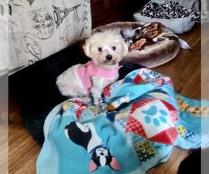 Maltese Dogs for adoption in Mount Airy, NC, USA