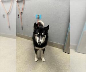 Siberian Husky-Unknown Mix Dogs for adoption in Las Vegas, NV, USA