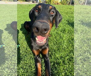 Doberman Pinscher Dogs for adoption in Buffalo, MN, USA