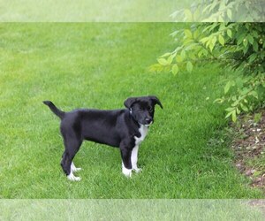 Border Collie Dogs for adoption in Mechanicsburg, PA, USA