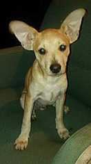 Chihuahua-Unknown Mix Dogs for adoption in Hagerstown, MD, USA