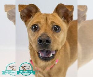 Beagle-Unknown Mix Dogs for adoption in Kennesaw, GA, USA