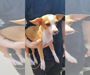 Chihuahua-Unknown Mix Dogs for adoption in Queen Creek, AZ, USA