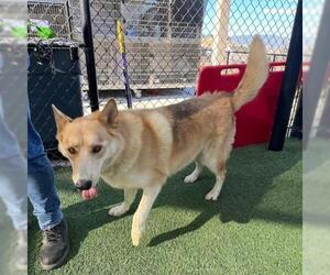 - Mix Dogs for adoption in Norco, CA, USA