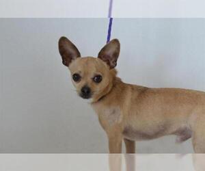 Chihuahua Dogs for adoption in Jackson, CA, USA
