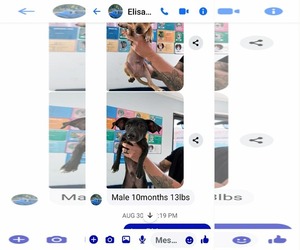 Italian Greyhound-Unknown Mix Dogs for adoption in Arlington, WA, USA