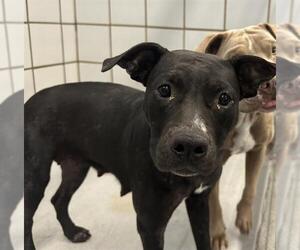 Medium Photo #1 Labrador Retriever-Unknown Mix Puppy For Sale in San Antonio, TX, USA